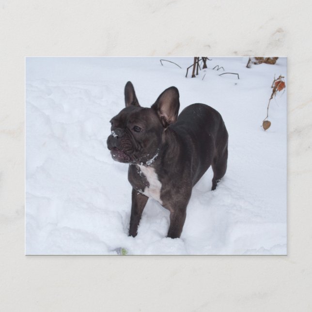 Postal Dulce Bulldog francés negro le gusta la nieve (Anverso)