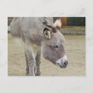Postal Dulce burro, gris animal, familia de caballos