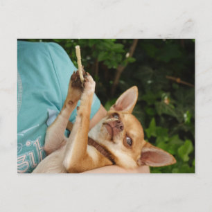 Postal Dulce Charlie Chihuahua