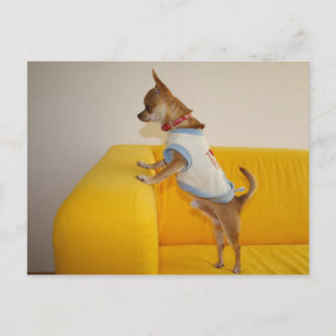 Postal Dulce Charlie Chihuahua