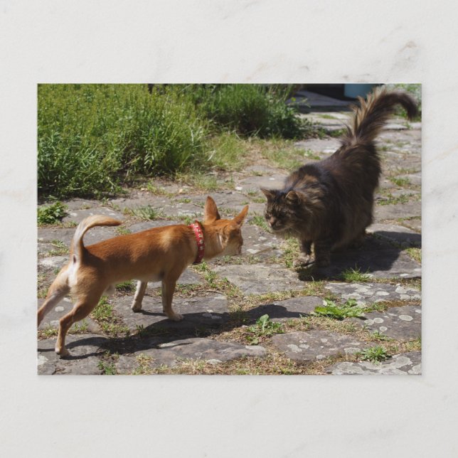 Postal Dulce Charlie Chihuahua (Anverso)