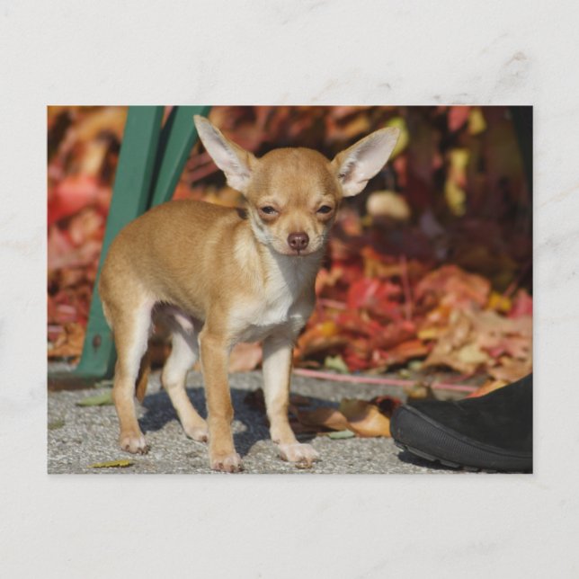 Postal Dulce Charlie Chihuahua (Anverso)