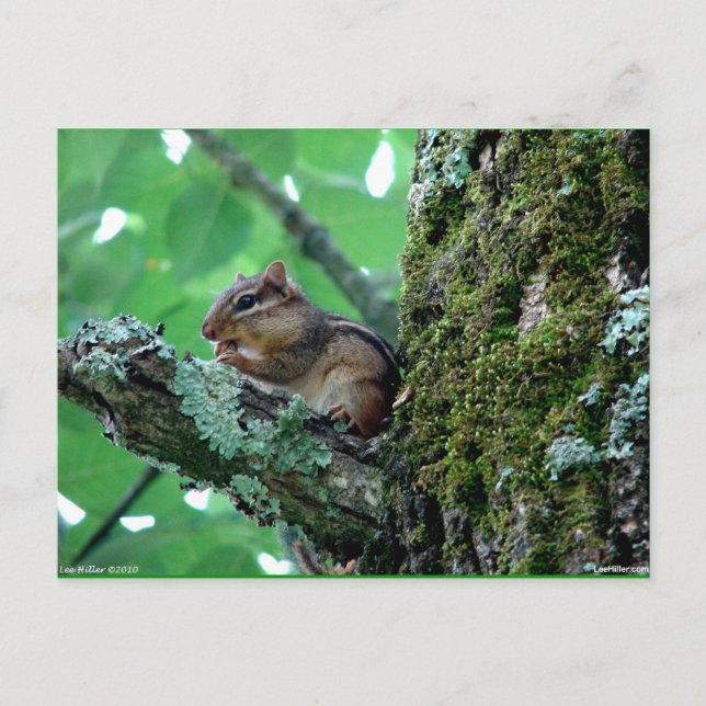 Postal Dulce Chipmunk en ropa de árbol y regalos (Anverso)