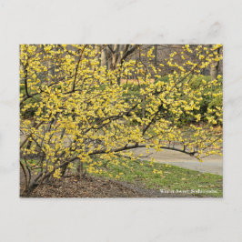 Postal Dulce de invierno: Soshin-robai [postal]