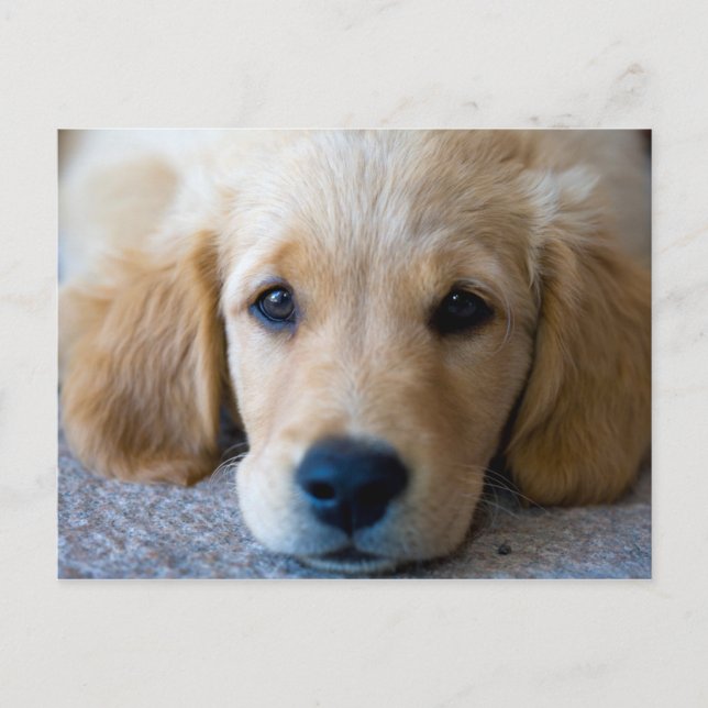 Postal Dulce, Dulce Cachorro (Anverso)