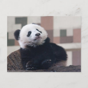 Postal Dulce Giant Panda Baby