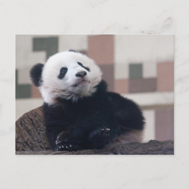 Postal Dulce Giant Panda Baby (Anverso)