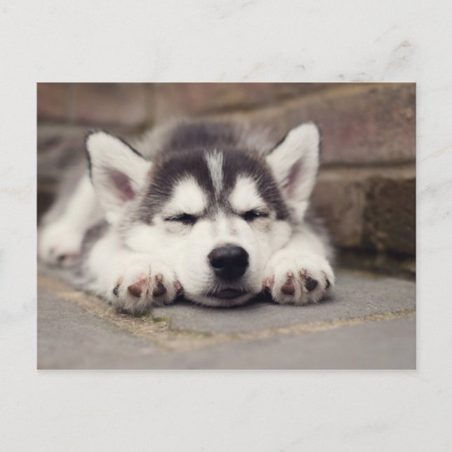 Postal Dulce Husky Cachorro Siberiano Dormido (Anverso)