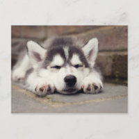 Dulce Husky Cachorro Siberiano Dormido