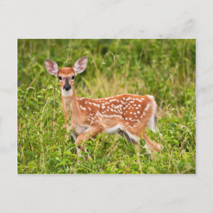 Postal Dulce inocencia