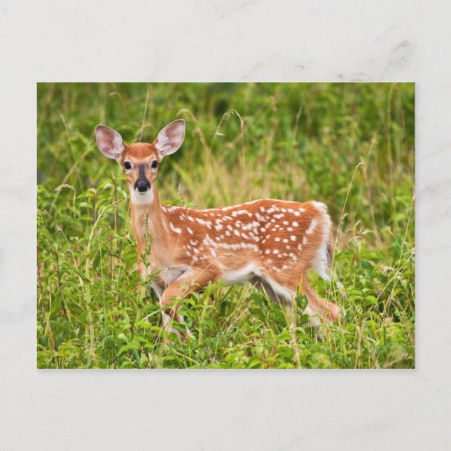 Postal Dulce inocencia (Anverso)