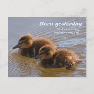 Postal Dulce mallard ducklings CC0146 Nacido ayer