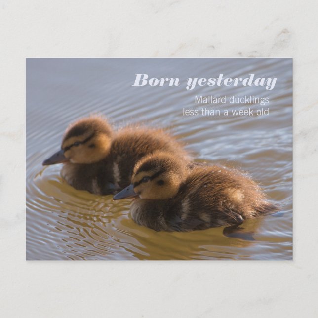 Postal Dulce mallard ducklings CC0146 Nacido ayer (Anverso)