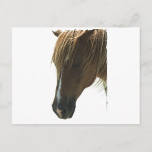 Postal dulce Mustang Horse