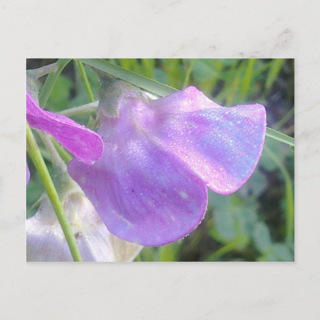Postal Dulce Pea Postcard (Anverso)