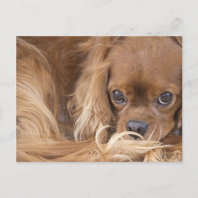 Postal Dulce Ruby Cavalier King Charles Spaniel (Anverso)