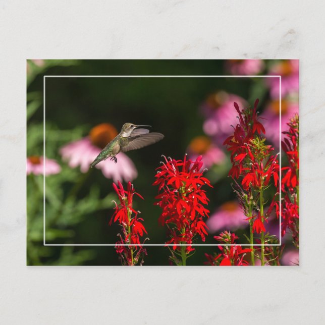 Postal Dulce verano (Anverso)