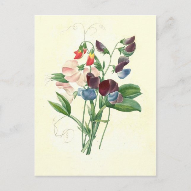 Postal Dulces guisantes de Pierre-Joseph Redouté (Anverso)