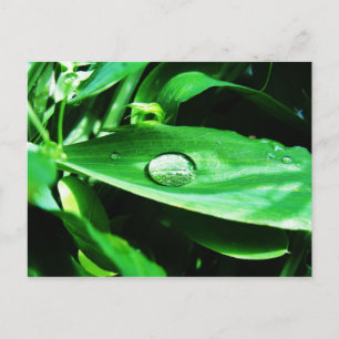 Postal Dulces guisantes y lluvia