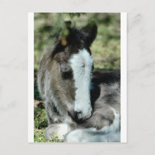 Postal Dulces sueños