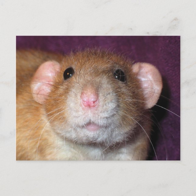 Postal Dumbo Rat Post Card Card (Anverso)