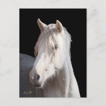 postal Dunalino American Bashkir Curly