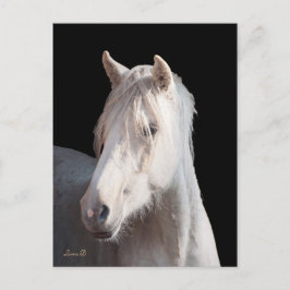 postal Dunalino American Bashkir Curly