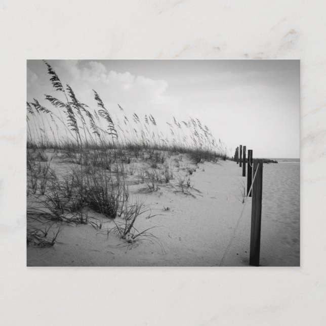 Postal Dunas de arena de Florida (Anverso)