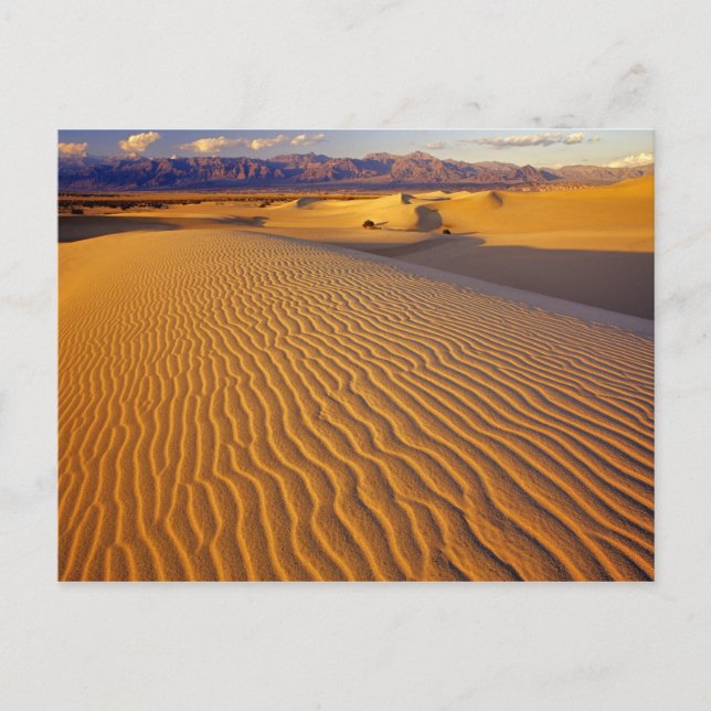 Postal Dunas de arena Mesquite Flat en Death Valley (Anverso)
