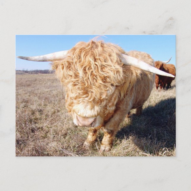 Postal Duncan The Highland Bull (Anverso)