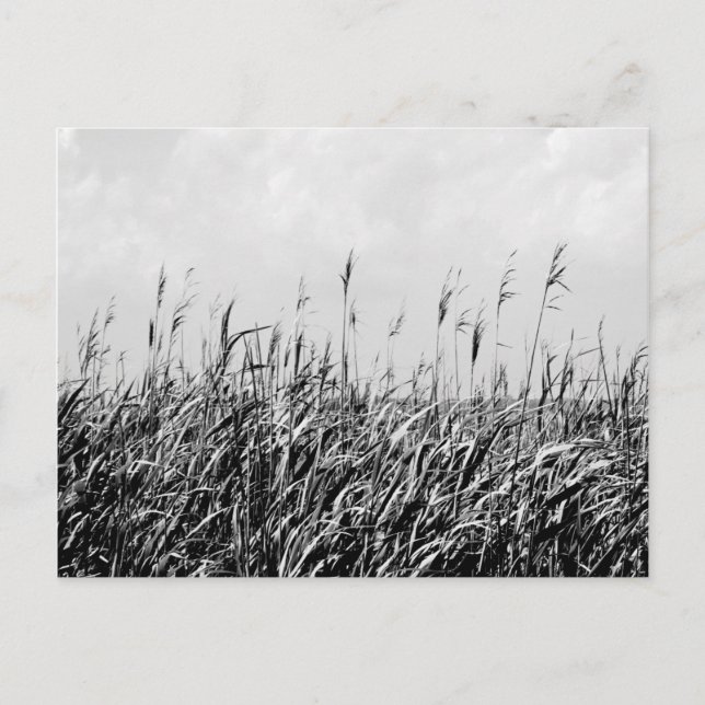 Postal Dune Triptych III (Anverso)