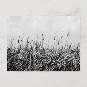Postal Dune Triptych III
