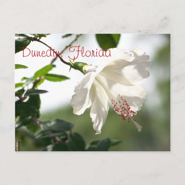 Postal Dunedin, Florida (Anverso)