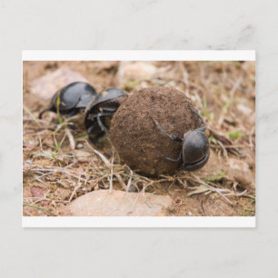 Postal Dung Beetle