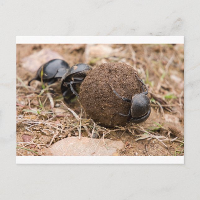 Postal Dung Beetle (Anverso)