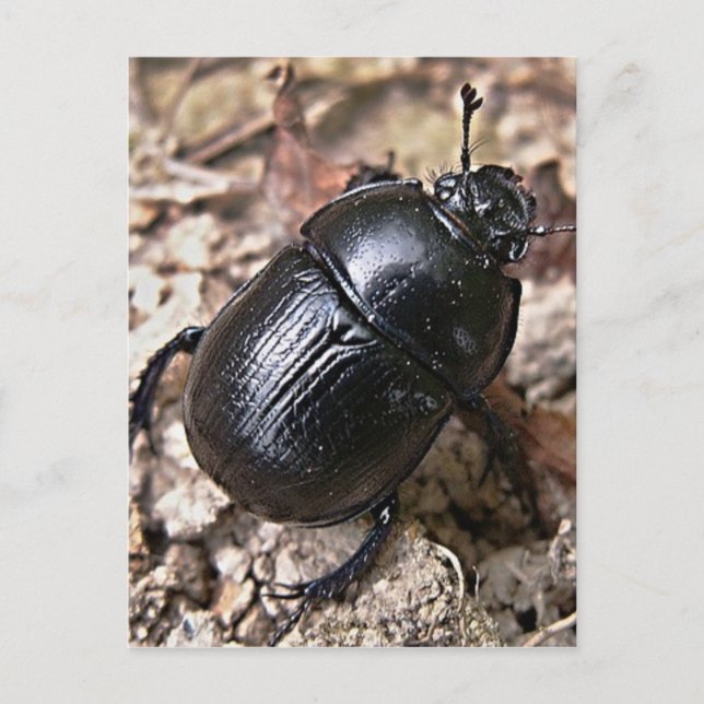 Postal Dung Beetles (Anverso)