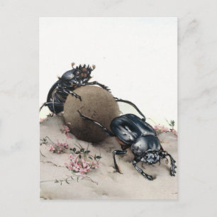 Postal Dung Bettle