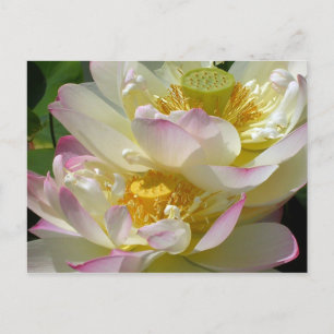 Postal Dúo de la flor de Lotus