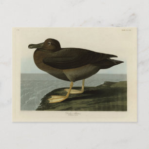 Postal Dusky Albatross de los pájaros de América de Audub
