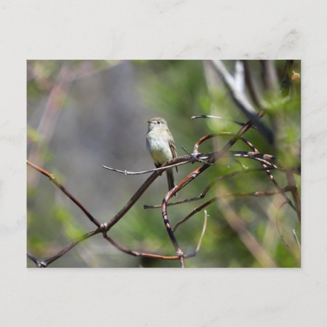 Postal Dusky Flycatcher (Anverso)