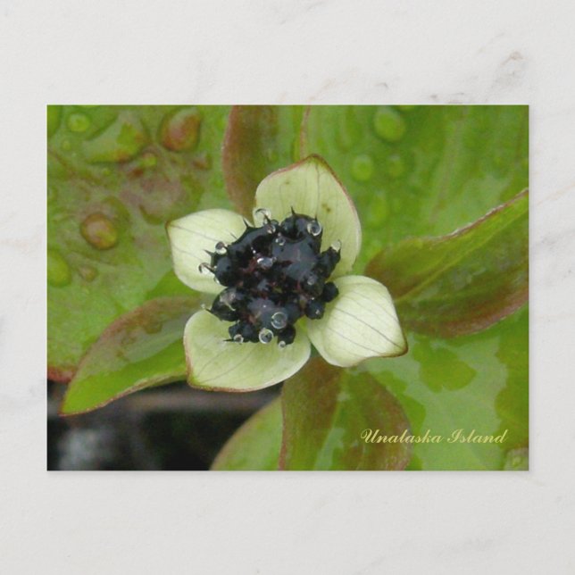 Postal Dwarf Blossom, isla Unalaska (Anverso)