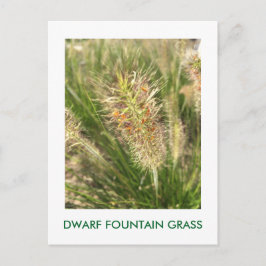 POSTAL DWARF FOUNTAIN GRASS
