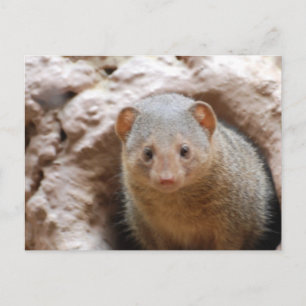Postal Dwarf Mongoose
