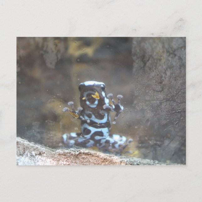 Postal Dyeing Poison Dart Frog (Anverso)
