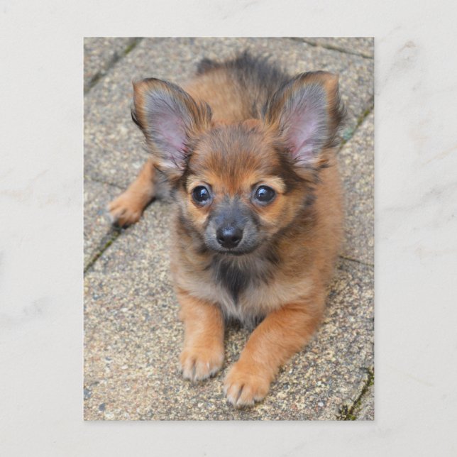 Postal Dylan Cute Long Hair Chihuahua Puppy (Anverso)