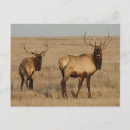 Postal E1 Bull Elk Young Bulls