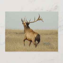 Postal E23 Grasa de alce de toro en bocinas