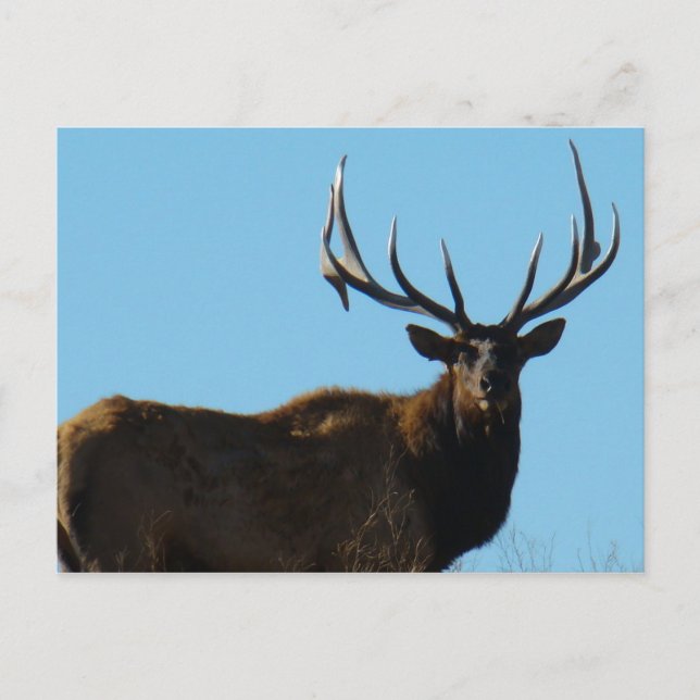 Postal E27 Bull Elk Sky Lined (Anverso)