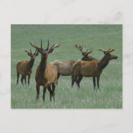 Postal E33 Alce Toro en Terciopelo