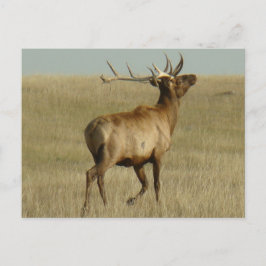 Postal E35 Alce Toro Hierba en Cuernos